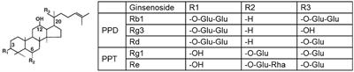 Efficacy and Mechanism of Panax Ginseng in Experimental Stroke